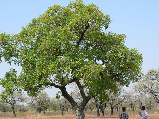 Shea Tree - Fode Naturals Blog